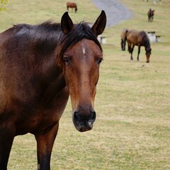 Naklejka na ściany i meble beautiful black horse grazing in the meadow
