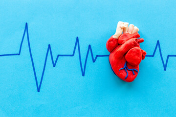Human heart model with cardiogram. Cardioigy and heart health concept