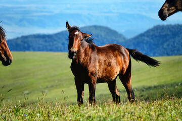 Kabarda horse