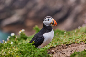 puffin standing on a rock cliff . fratercula arctica