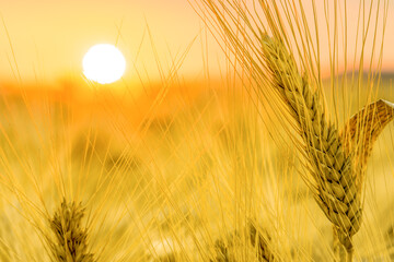 wheat field at sunset	