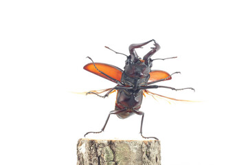 ノコギリクワガタの飛翔 (Prosopocoilus inclinatus)