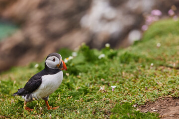 puffin standing on a rock cliff . fratercula arctica