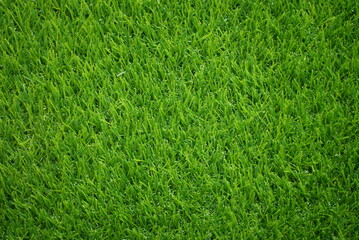 Green grass field with short grass under the sun  