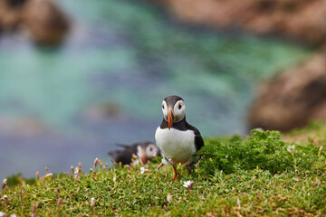 Atlantic Puffins bird or common Puffin in ocean blue background. Fratercula arctica. Ireland most...