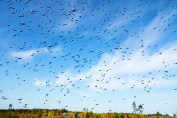 A huge number of mosquitoes (swarms of mosquitoes) live in the mountain low-bush tundra...