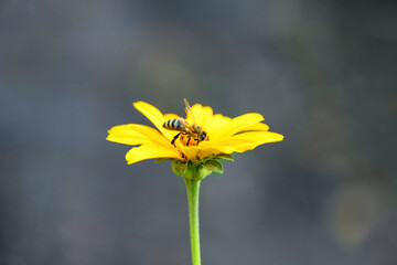 .Bee and flower. Close up of a large striped bee collecting pollen on a yellow flower on gray...