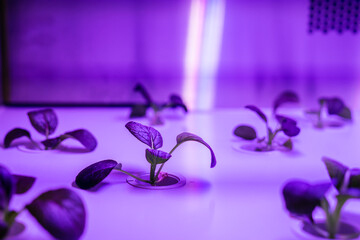 Organic hydroponic vegetable grow with LED Light Indoor farm, Agriculture Technology.