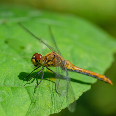 A dragonfly is resting on a green leaf. Focus on the eyes