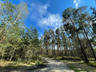 path in the forest and blue sky