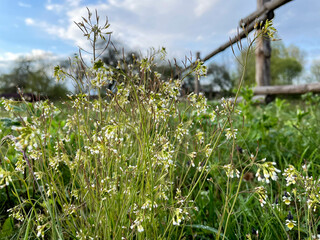 field of white spring flowers 