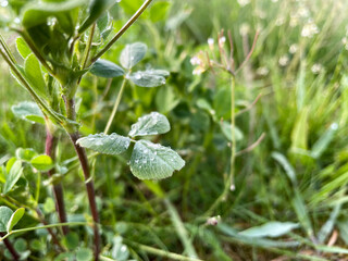 water drops on clover leaves