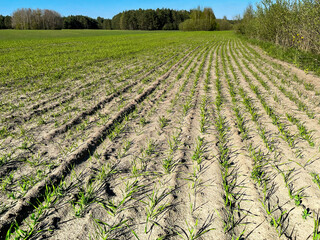 field of wheat in spring