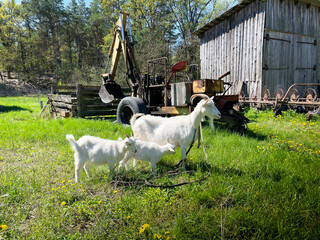 landscape with machinery, woodshed, green grass and family of goats in the backyard of farm