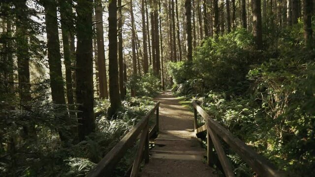 Slow motion tracking down an empty forest trail surrounded by tall trees, with sunlight at an angle.