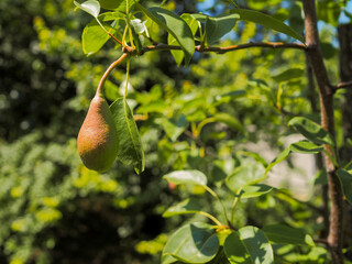 The fruit of a pear tree on a branch against the background of green foliage on a sunny summer day.