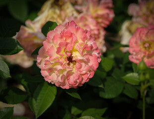 Piękna róża w kolorze herbacianym i brzoskwiniowym, kwitnący kwiat w ogrodzie.