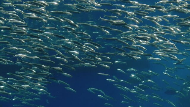 School Of Sardines Swinging In Clusters In Unimori Aquarium Sendai Japan - underwater shot slow motion