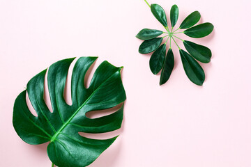 Fototapeta na wymiar Tropical leaves Monstera on pink background. Leaf of green Monstera plant on pink background with copy space. Top view.