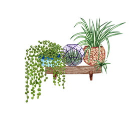 Hanging houseplants on a shelf. Watercolor illustratoion of home decorative plants