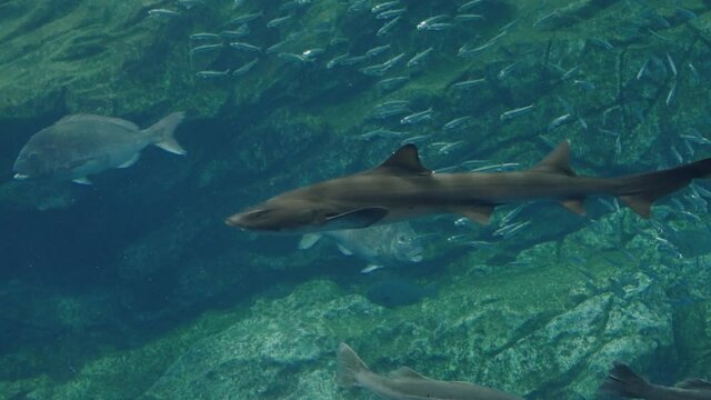 Houndshark Swimming Underwater In The Aquarium At Umino-Mori In Sendai, Japan. slow motion, static