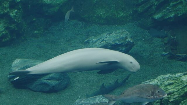 Friendly white finless porpoise swimming under the sea with other fish at Uminomori Aquarium in Sendai, Japan (Slow-mo)