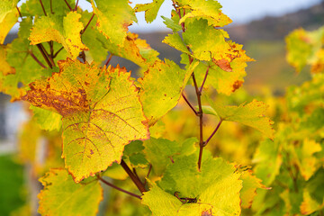 closeup of autumn vineyard leaves