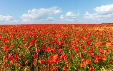 field of poppies and sky