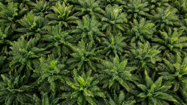 Aerial view of palm oil plantation. top view Palm oil tree field on a farm plantation agriculture for energy biodiesel and petroleum oil from plant. move down