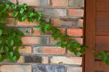 Zielone liście pnącza na murze z cegły - obrazy, fototapety, plakaty