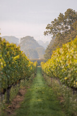 Vineyard in West Sussex