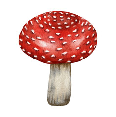 Obraz premium Watercolor dangerous poisonous mushrooms red Amanita muscaria wild fungus fungi from autumn fall forest woodland natural season perfect for halloween design textile wrapping paper