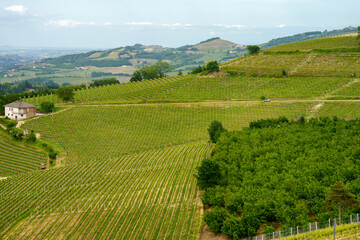 Landscape of Langhe, Piedmont, Italy near Diano at May