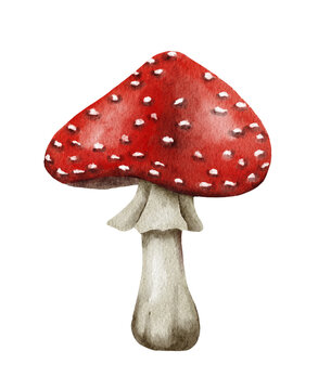 Watercolor dangerous poisonous mushrooms red Amanita muscaria wild fungus fungi from autumn fall forest woodland natural season perfect for halloween design textile wrapping paper