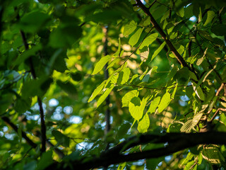 flowers and leaves of trees in the park of Moscow