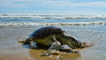 This sea turtle - Loggerhead turtle (Caretta caretta) is dying now as result of pollution of sea...