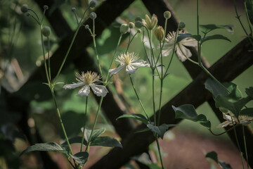 Clematis pnący w ogrodzie. Delikatna kompozycja białych kwiatów © Magdalena