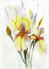 yellow iris watercolor