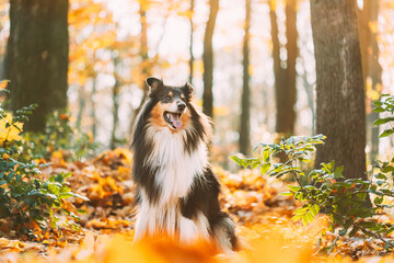 Naklejka na ściany i meble Tricolor Rough Collie, Funny Scottish Collie, Long-haired Collie, English Collie, Lassie Dog Outdoors In Autumn Day. Portrait