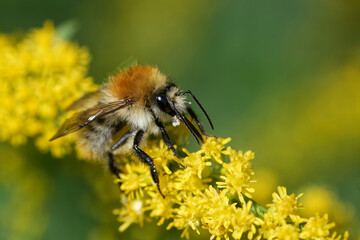 Ackerhummel auf einer Goldrute