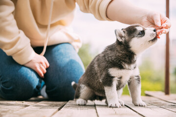 Fototapeta premium Four-week-old Husky Puppy Of White-gray-black Color Eating From Hands Of Owner And Help With Paw
