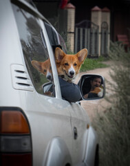 Dog Corgi breed traveling with the owner in the car