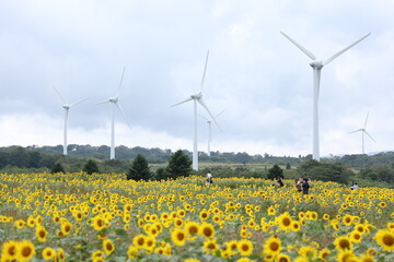 wind turbines in a field of sunflowers