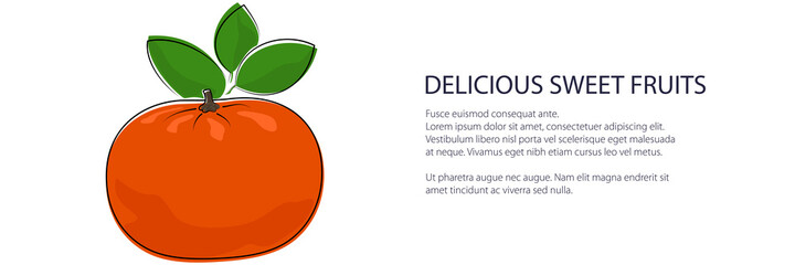 Citrus tangerine banner, tropical fruit mandarin isolated on white background, vector illustration