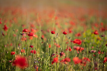 Poppies