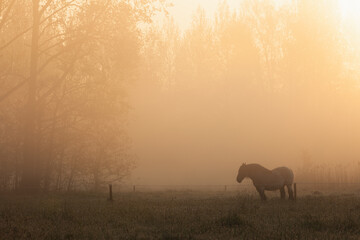 Farm horse on a foggy sunrise