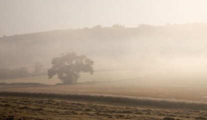 Tree surrounded by a golden morning haze which has settled on a Devon farmers field in summer the early morning sun has cast a glow around the tree