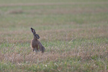 Rabbit in field