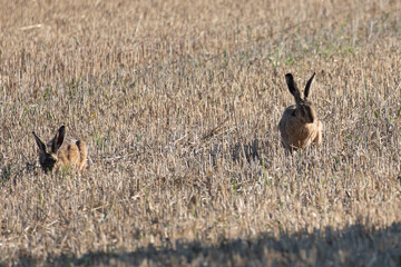 Rabbits in field