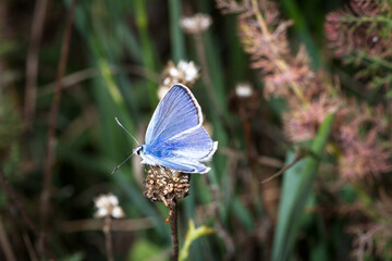 Butterfly of the genus Polyommatus rests on a leaf
